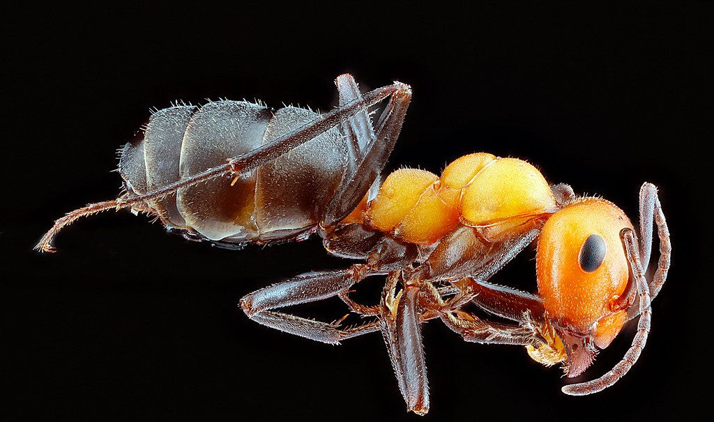 Ant Control service in Beaumont, TX