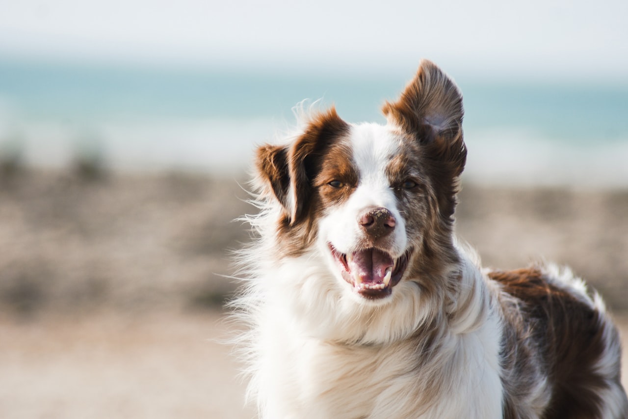 Flea & Tick Control service in Beaumont, TX