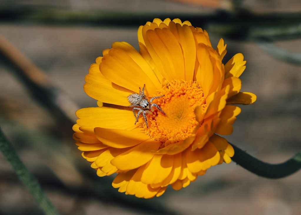 Spider Control service in Beaumont, TX